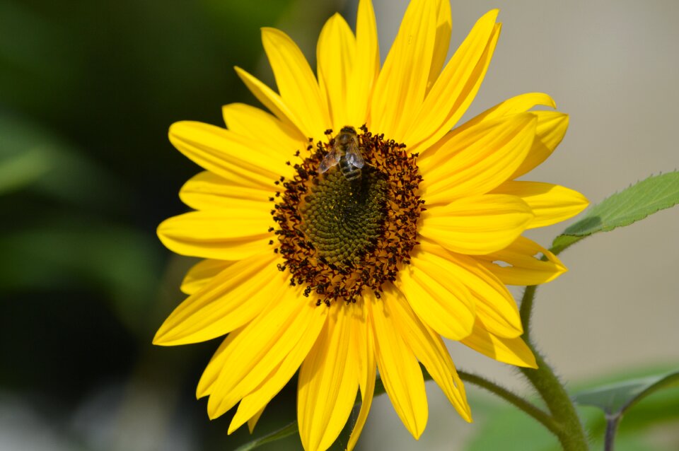 Nature plant sunflower petals