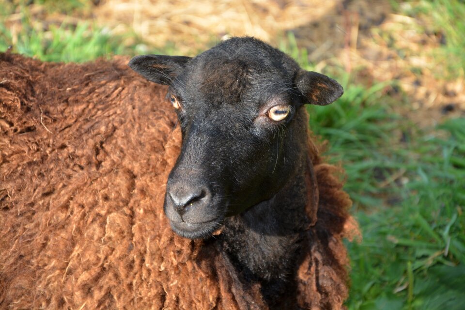 Ovine animal portrait animal