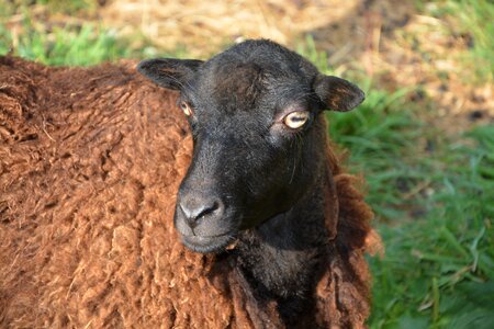 Ovine animal portrait animal
