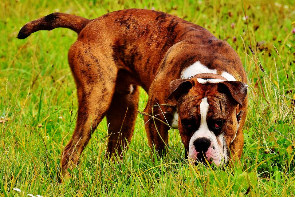 Pet animal boxer dog