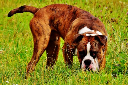 Pet animal boxer dog photo