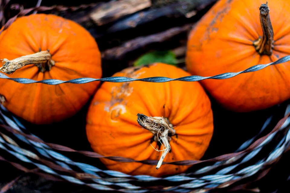Autumn pumpkin barbed wire