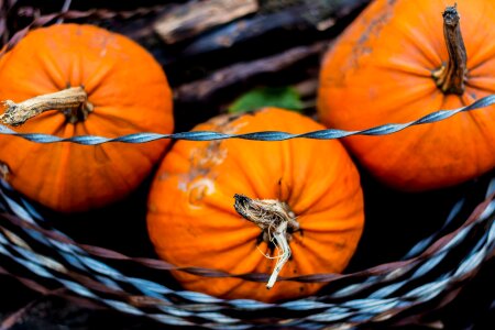 Autumn pumpkin barbed wire
