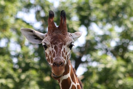 Giraffe zoo head