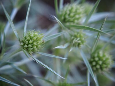 Wild flower flower nature prickly photo