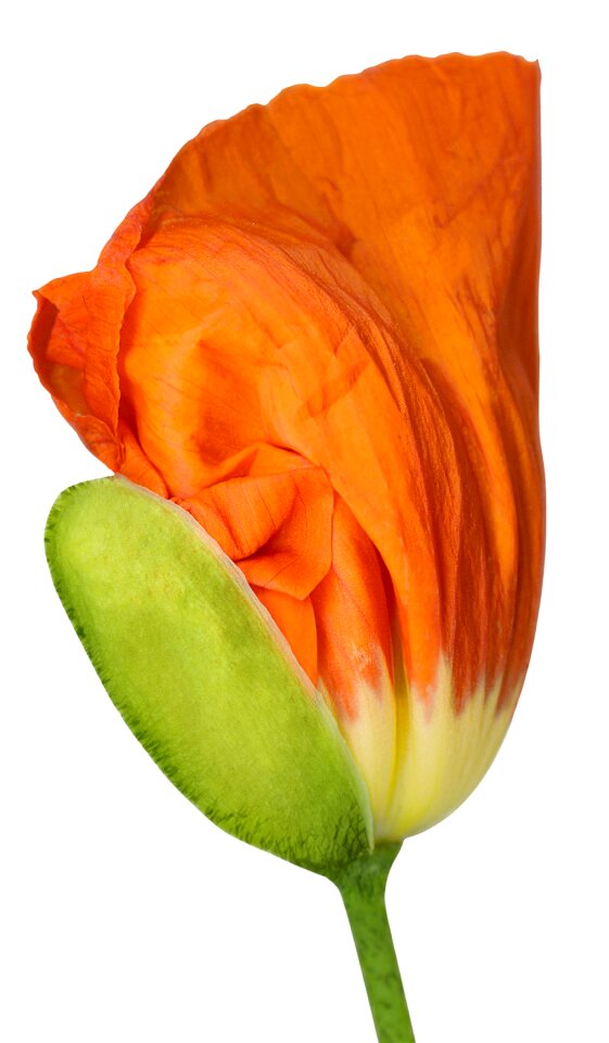 Opening button poppy