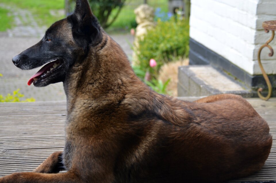 Shepherd dog pet dog