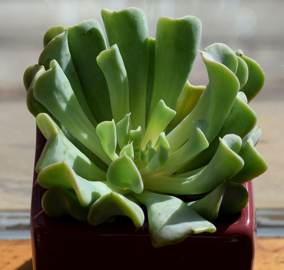 Plant nature flora