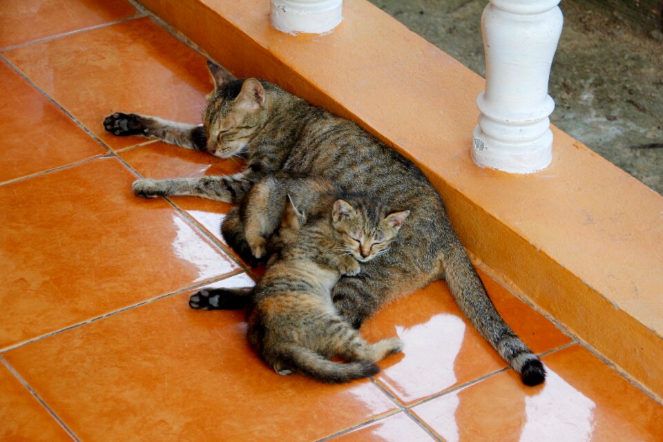 Cute pet domestic cat