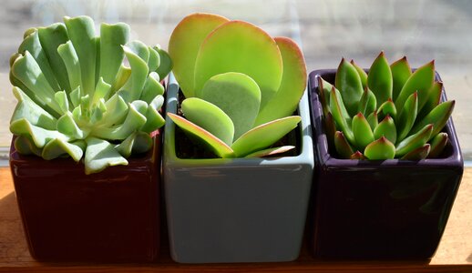 Nature flora houseplant