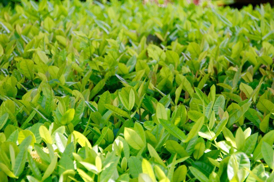 Harvest field green