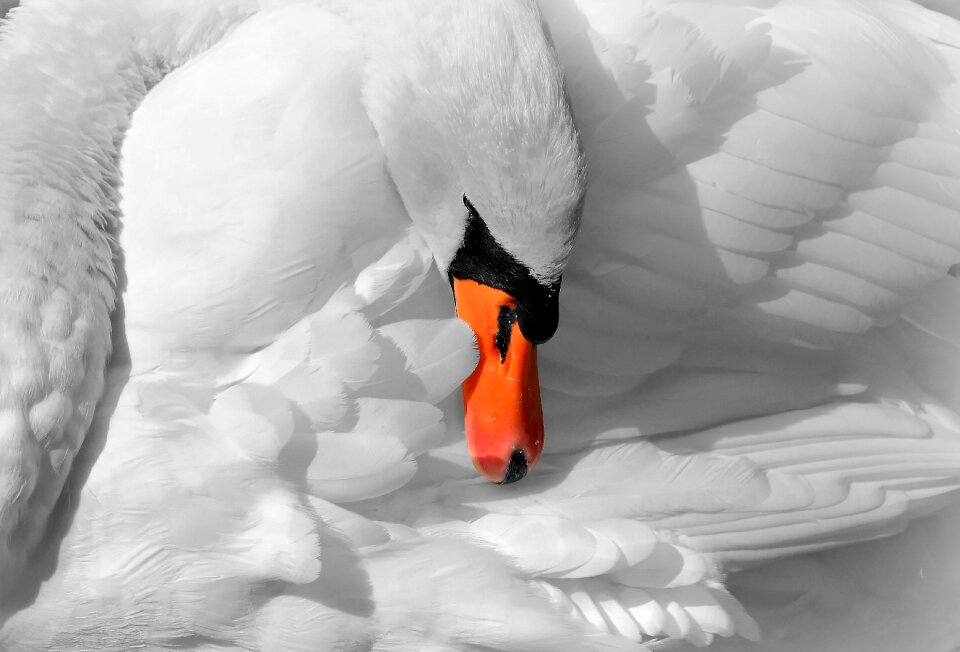 Bird majestic animal