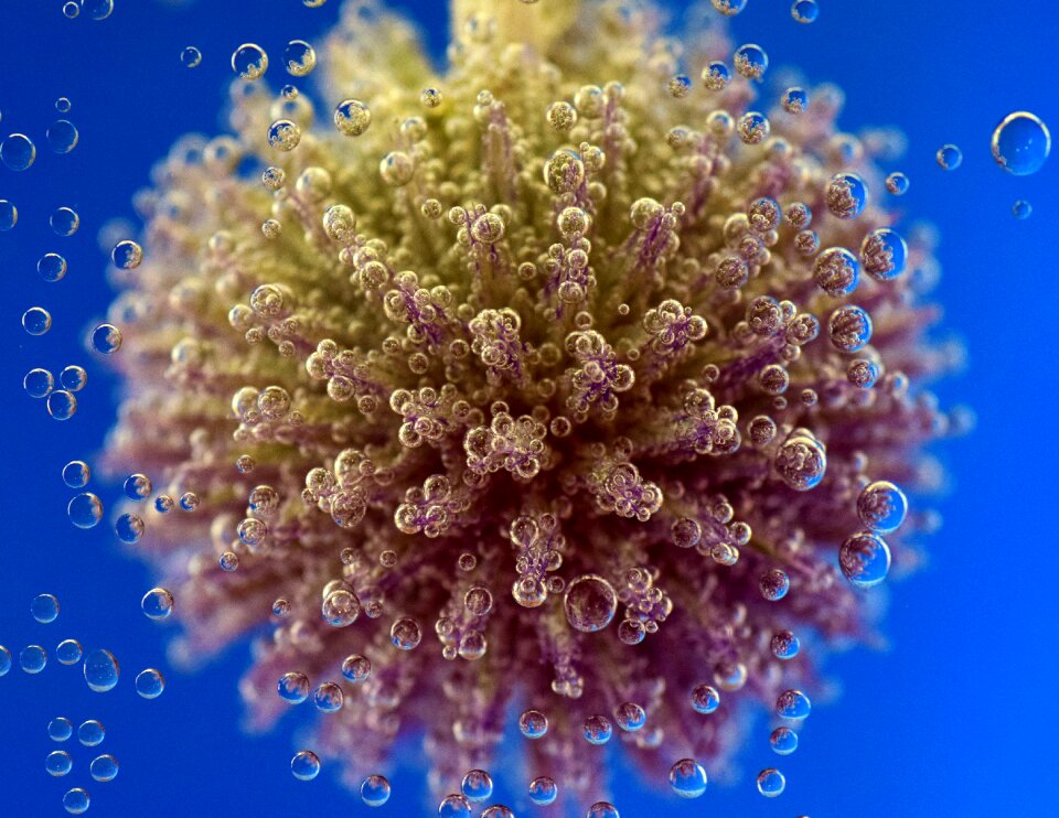 Flower violet ball