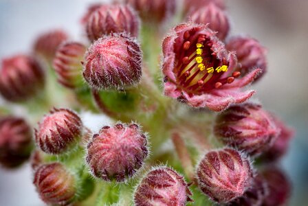 Blossom bloom prickly