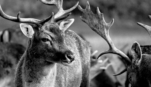Fauna wild animals deer photo