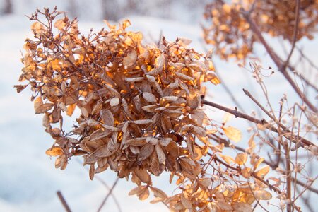 Dead leaves winter snow