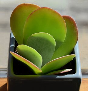 Plant nature flora