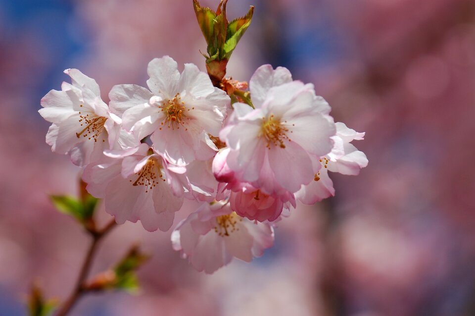 Cherry blossom tree bloom
