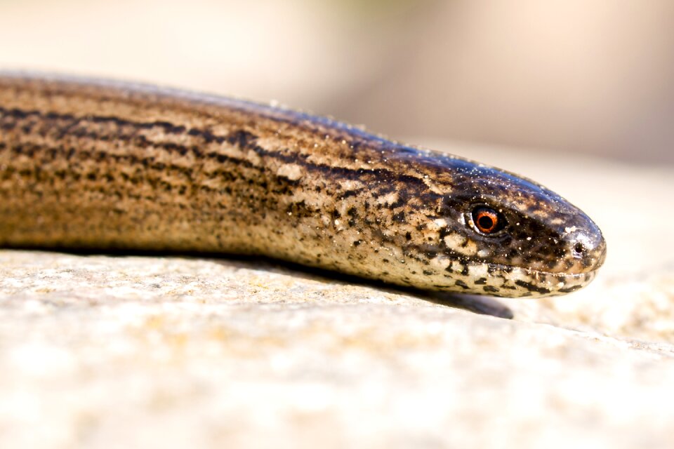 Reptile nature animal