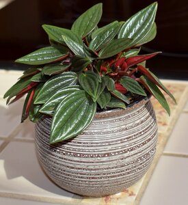 Plant nature flora