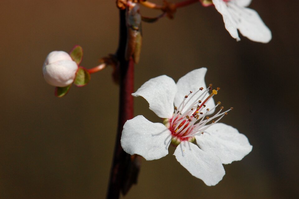 Cherry blossom tree bloom