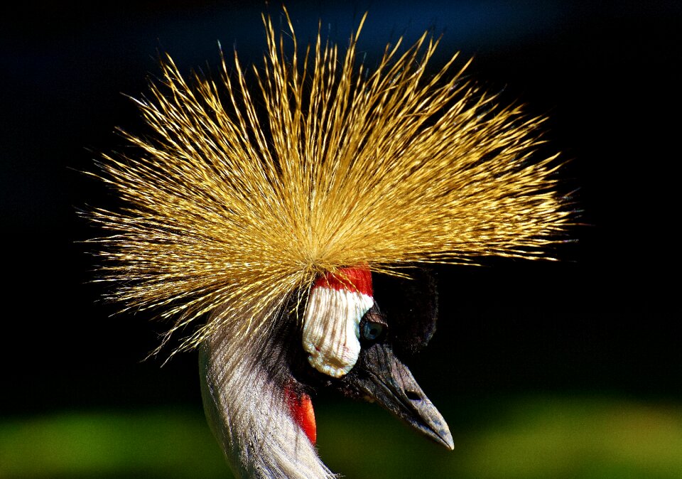 Feather colorful poultry
