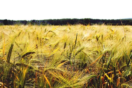 Grain food field photo