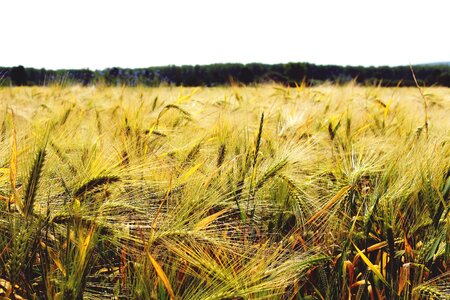 Grain food field