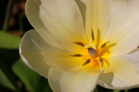 Bloom blossom bloom