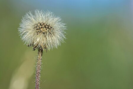 Wild flowers flowers of the field furry photo