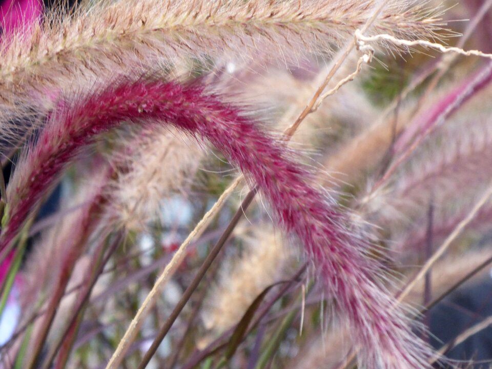 Decorative purple pink