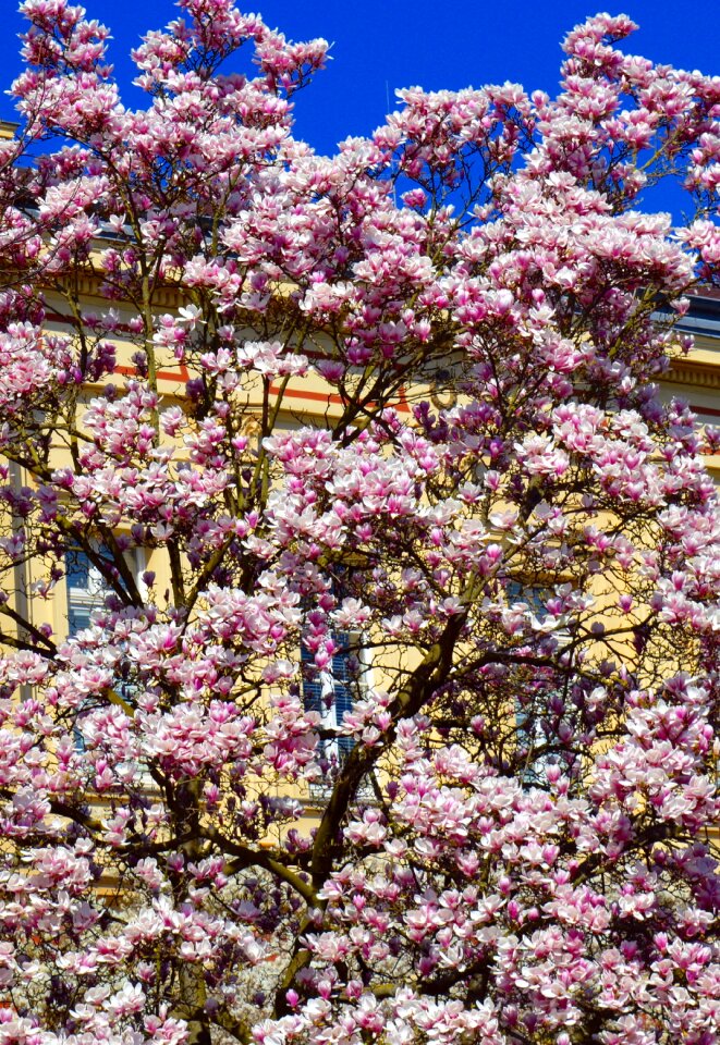 Pink plant blossom