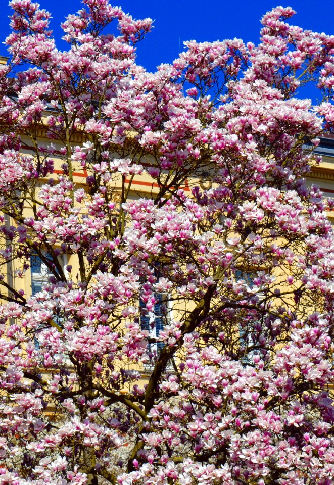 Pink plant blossom photo