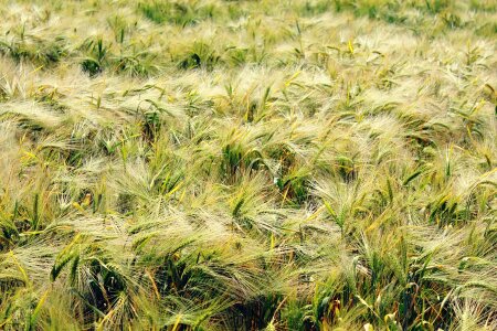 Grain food field photo