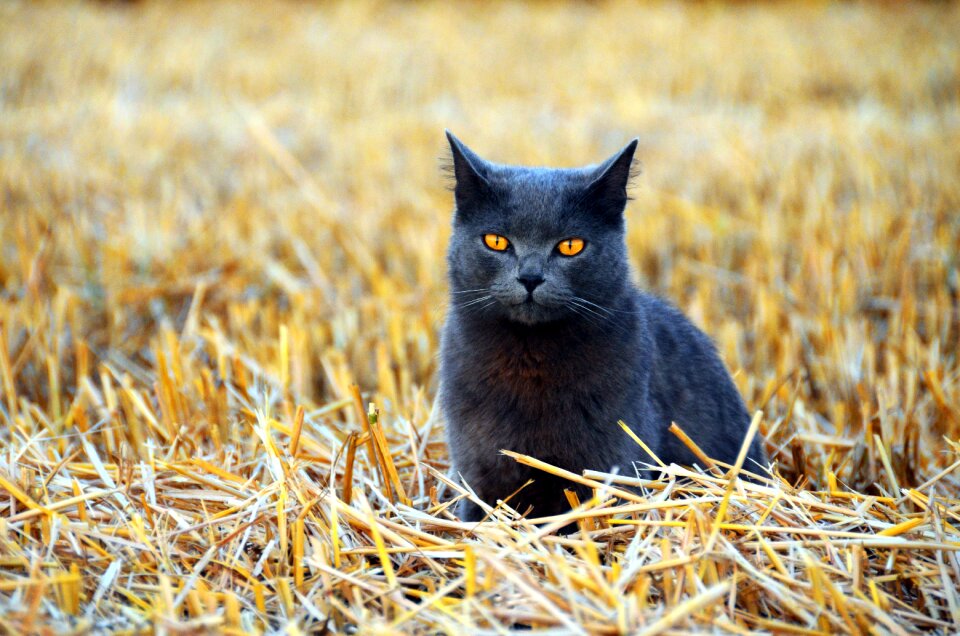Nature stubble field