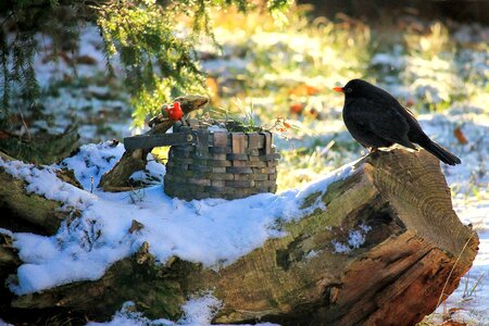 Winter foraging animal world photo
