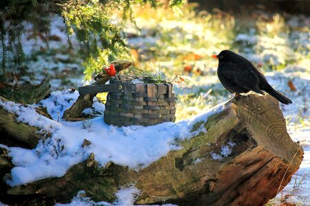 Winter foraging animal world
