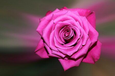 Rose floribunda pink photo