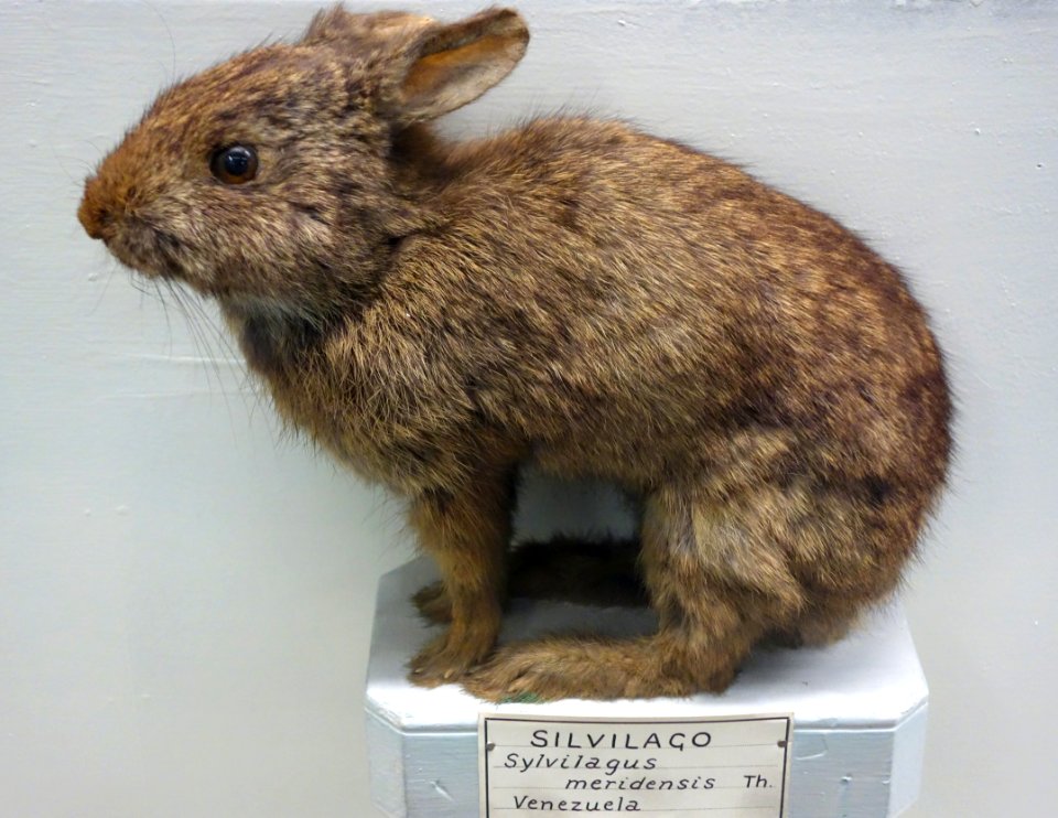 Sylvilagus brasiliensis meridensis (Sylvilagus meridensis) - Museo Civico di Storia Naturale Giacomo Doria - Genoa, Italy - DSC02875