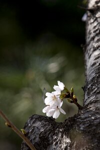 Cherry blossom flower tree nature photo