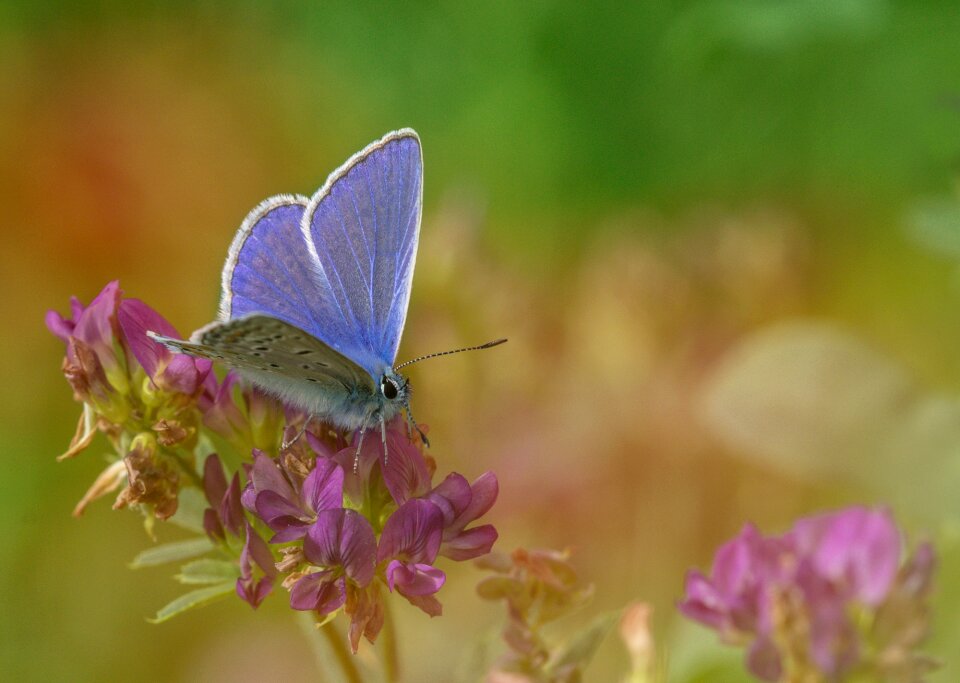 Insect nature animal photo