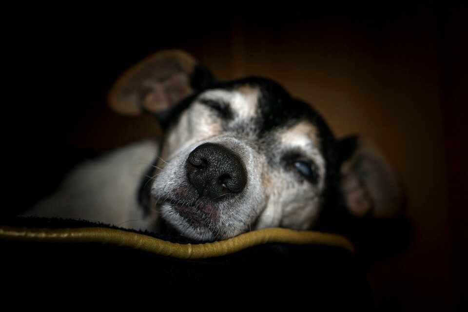 Senior blind jack russel