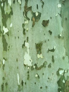 Sycamore Bark, 2015-05-24, Smithfield East End Cemetery, 02