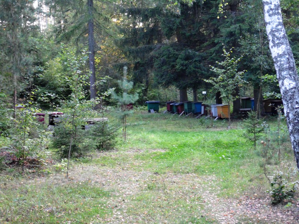 SYBIR cz.wsi PASIEKI, woj.lubelskie. AB-035