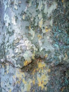 Sycamore Bark, 2015-05-24, Smithfield East End Cemetery, 01