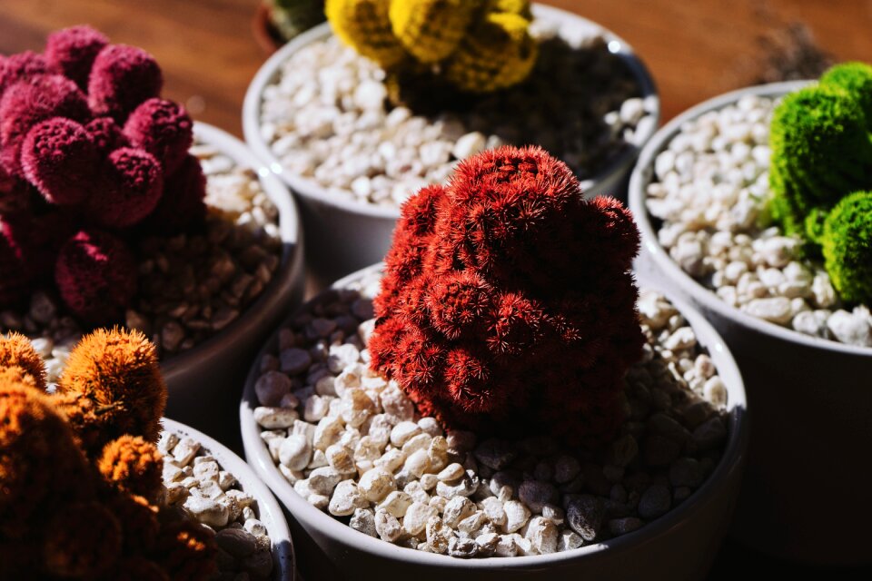 Colorful colourful flower pots