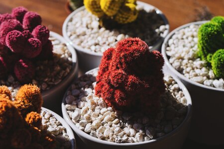 Colorful colourful flower pots
