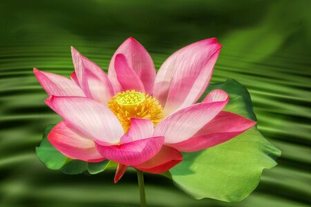 Water lily nuphar lutea lotus flower photo