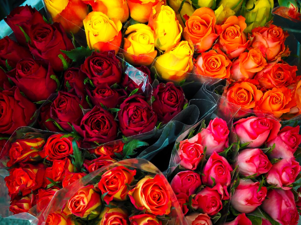 Roses colorful floral arrangement