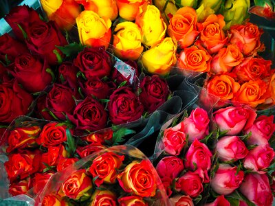 Roses colorful floral arrangement photo
